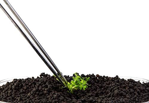 Treasure Exports Extra Long Stainless Steel Kitchen Tweezer, Long Food Tongs, Curved Tip Home Medical Tweezers, Garden Kitchen Tool: 12 Inches - TREASURE EXPORTS